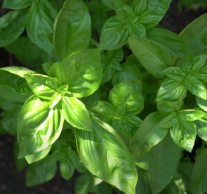 Herb Seeds - Sweet Basil Seeds - Vegetable Seeds Canada