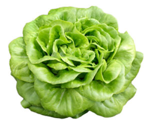 Buttercrunch Lettuce Seeds