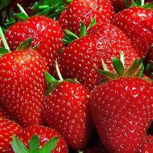 Albion Strawberries - Day Neutral Strawberry Plants - Everbearing