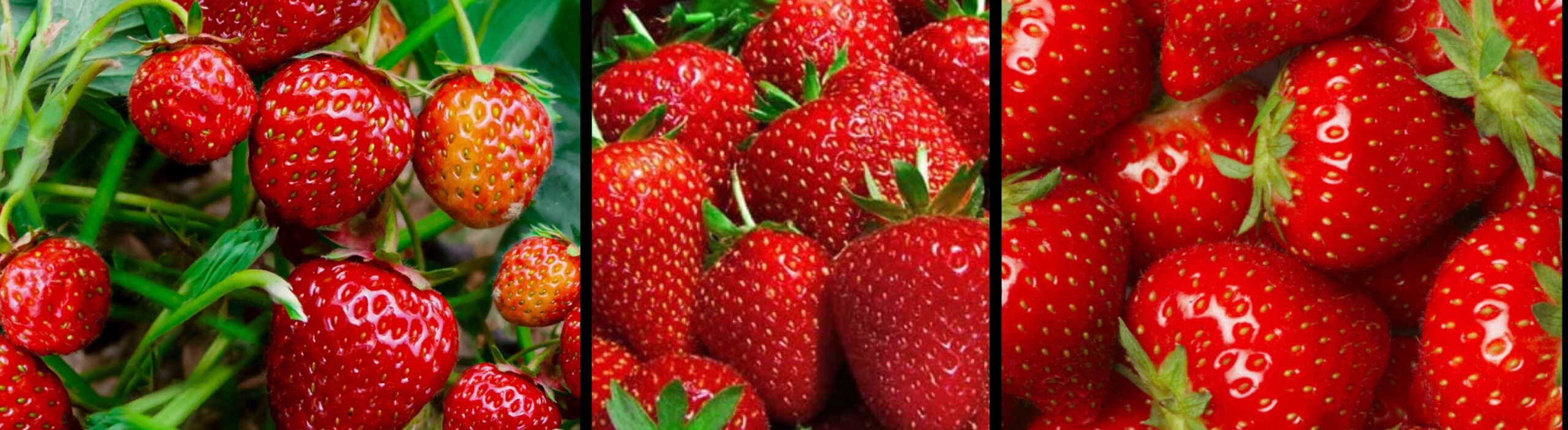 Buy Strawberry Plants In Canada - Pre-Book Ordering - Vegetables Seeds Canada