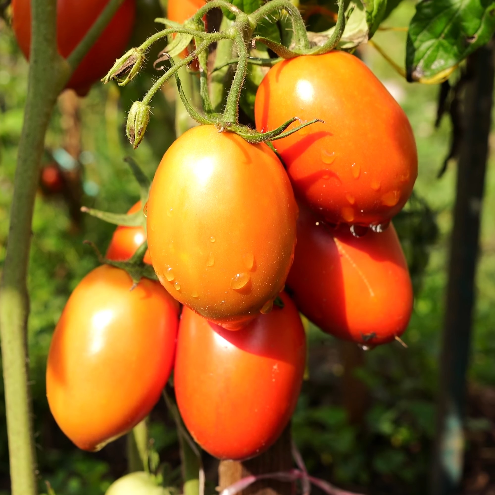 Rio grande tomato plant